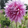 akash