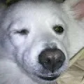 Karan