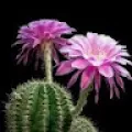 Sushil