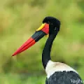 Raghuvirsinh
