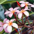 Payal