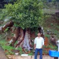Harsha