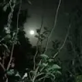 Suvarna