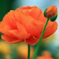 priya