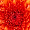 Gunjan