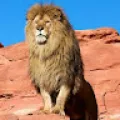 Hanumateja