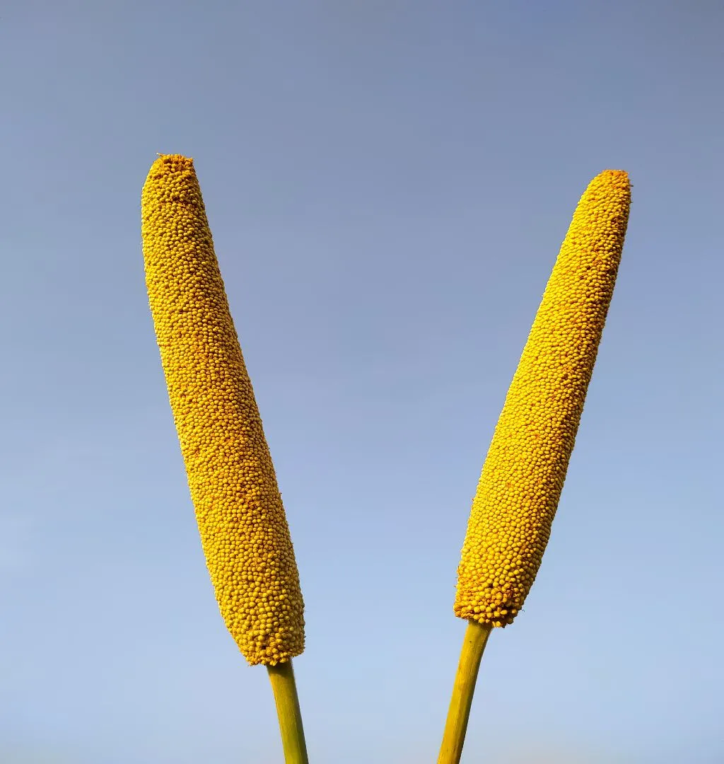 Online Millet Based Products Biz For Sale In Pondicherry-SL014695-0