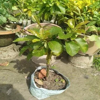 Avocado Farming Business Raising Funds In Kolkata-SL023613-0
