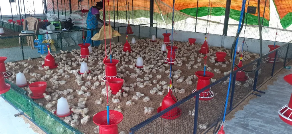 Poultry Farm Raising Funds In Chennai