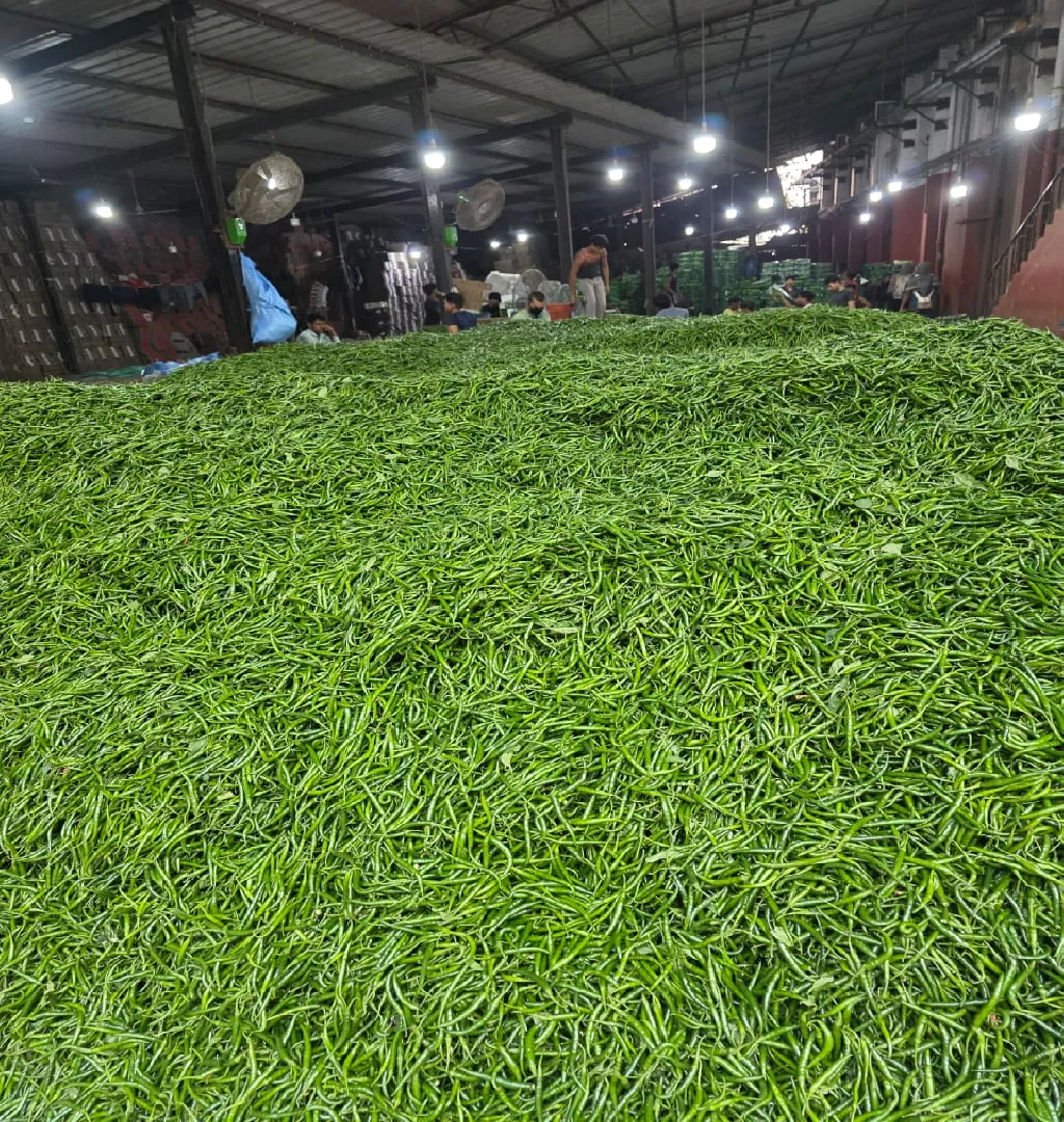 Fruits and Veggies Export Business Raising Funds In Mumbai