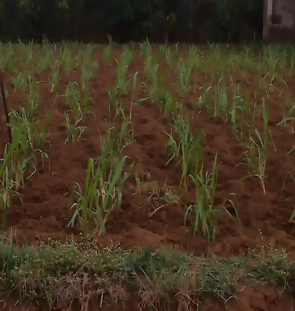 Agriculture-Based Cattle Fodder Biz Raising Funds In Ranchi