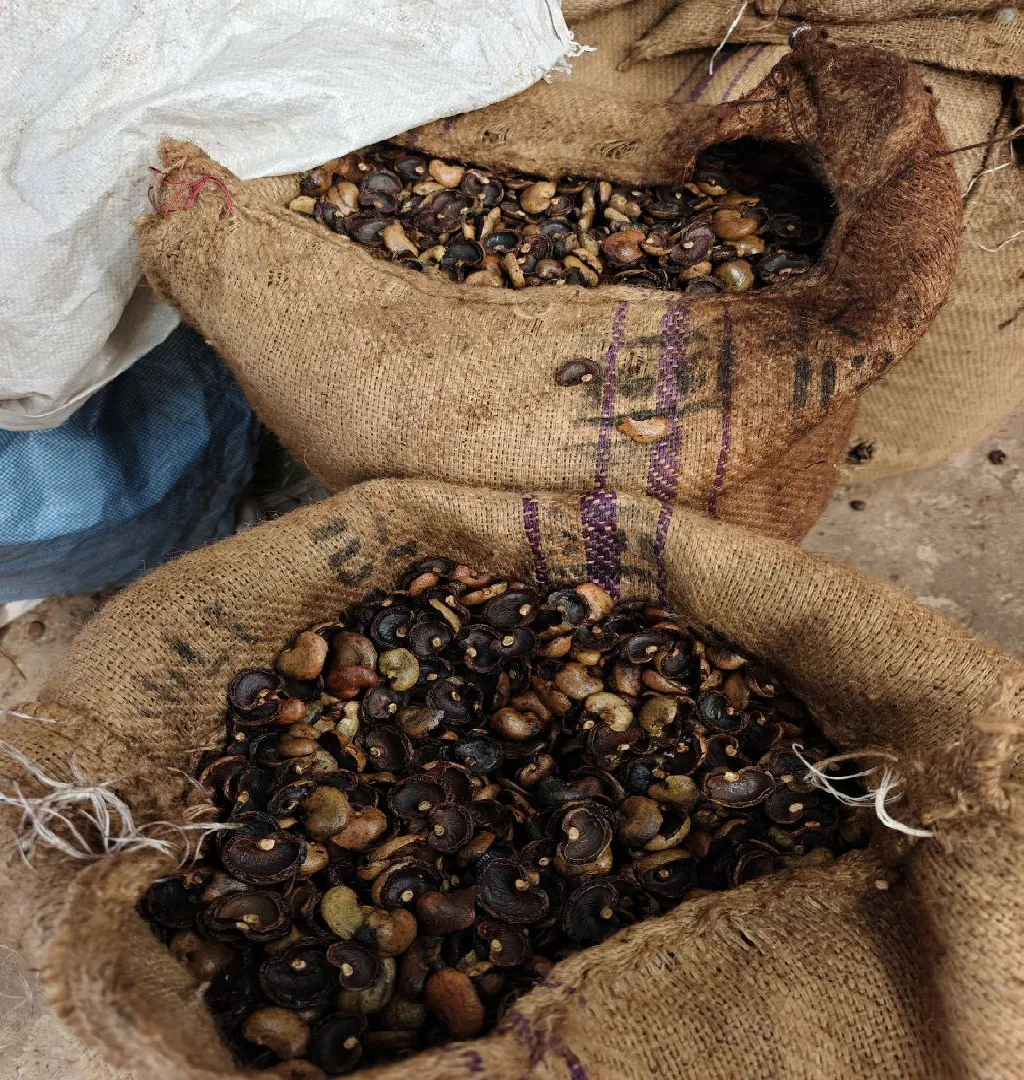 Cashew Processing & Import Biz Raising Funds In Ahmedabad-SL029590-4